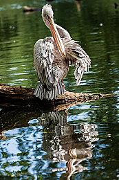 《NBA 2K24》公布约基奇、詹姆斯、库里等多名球员能力值